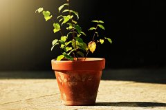 盆土是否缺水？7種方法判斷
